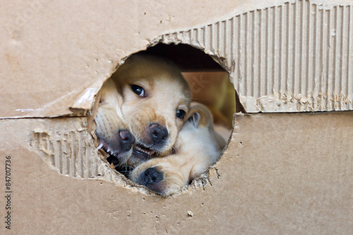 Three blonde Labrador puppies are playing with a cardboard box, and you can see them through the hole.