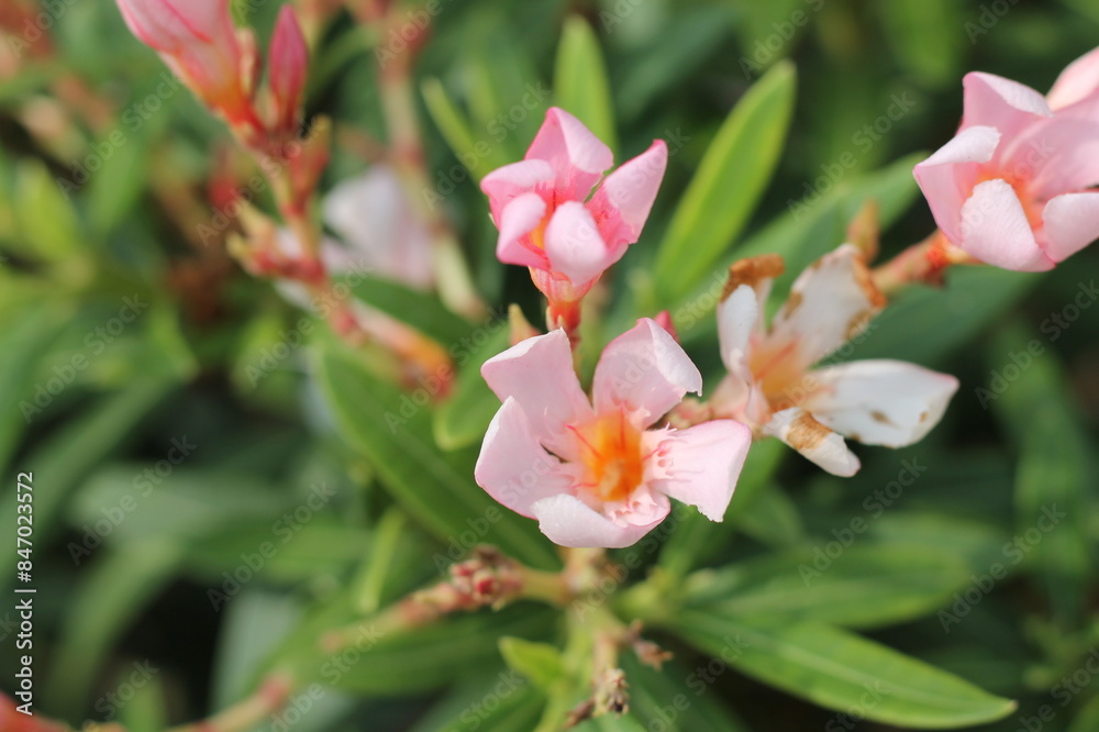 Blooming Pink Flowers Blooming Pink Flowers