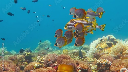 School of Yellow Lined Oriental Grunts Sweetlips (tropical fish), Clown Anemonefish and Butterflyfish swimming over the coral reef in sea while scuba diving. Exotic underwater vacation with sea life. photo