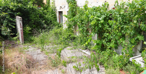Foto Overgrown garden of an abandoned farmhouse without people and many weeds