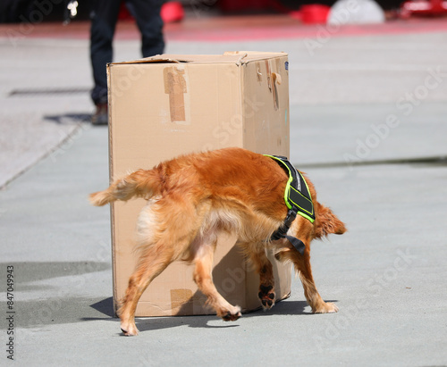 dog of K-9 unit searches for drugs hidden in the big  box by drug traffickers photo