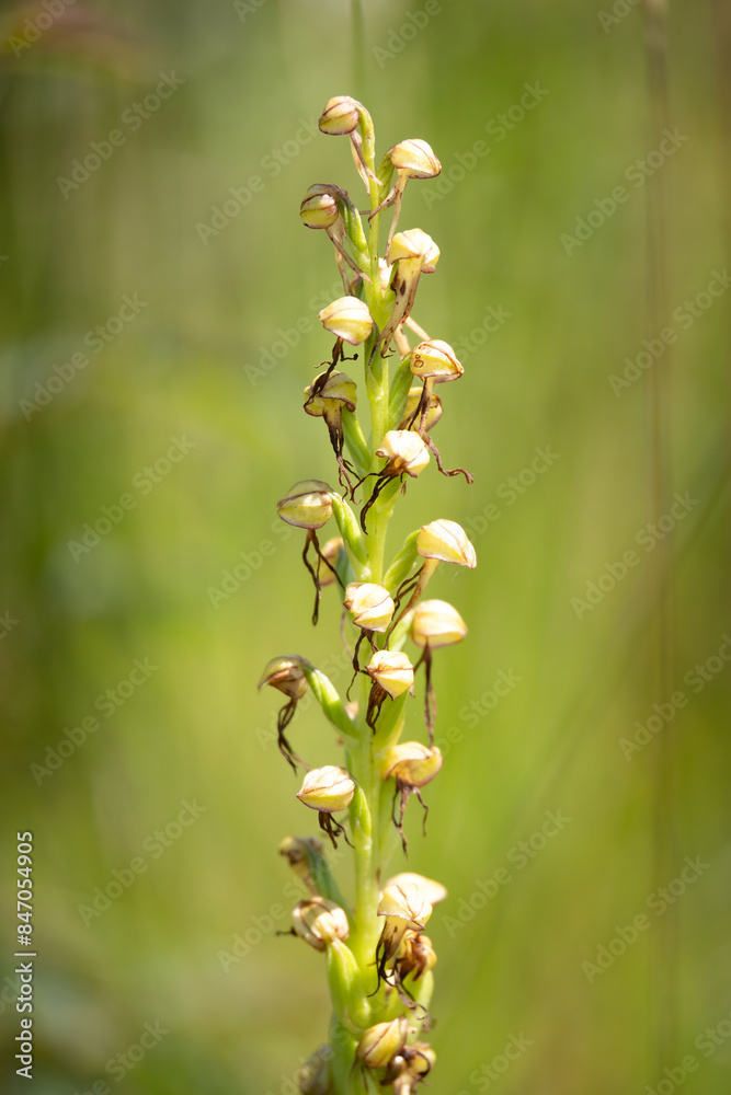 the Man orchis (Orchis anthropophora) in bloom, Belgium the Man orchis (Orchis anthropophora) in bloom, Belgium