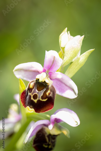 Foto Close up of a late spider orchid (Ophrys fuciflora), Belgium