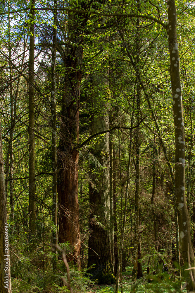 Large oak tree in the wild, forest area Large oak tree in the wild, forest area