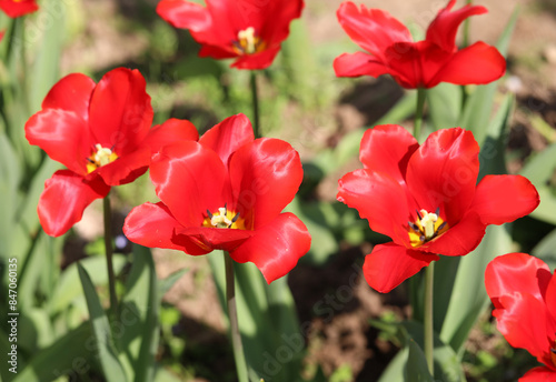 field of blooming red tulips in the Netherlands during spring with yellow interiors
