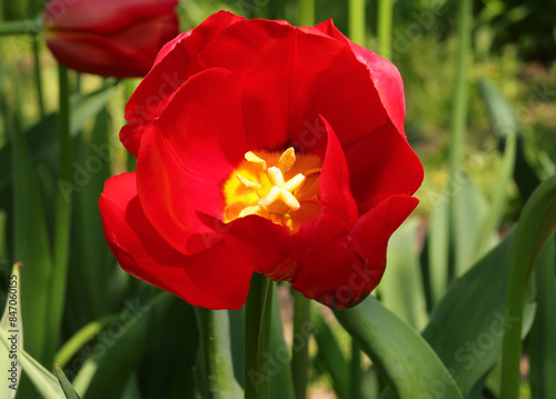 Quadro em tela blooming red tulip in a Dutch flowerbed in spring