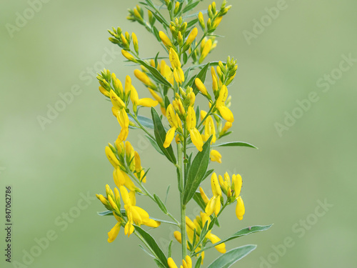 Yellow flower of the dyer's greenweed or dyers broom, Genista tinctoria photo