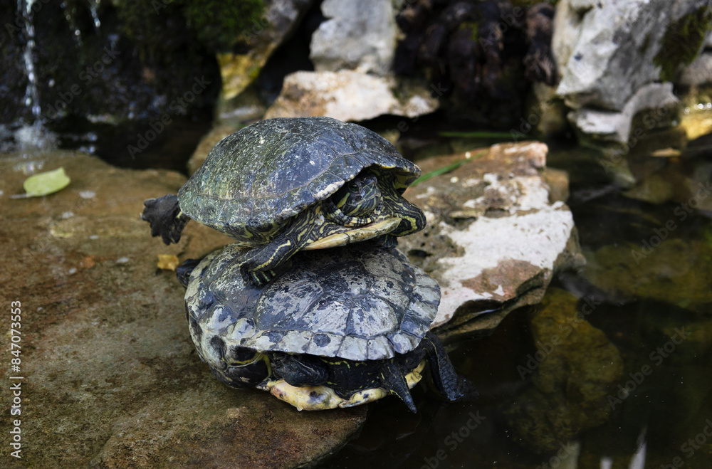 Two turtles one on top of another on a stone near the water Two turtles one on top of another on a stone near the water