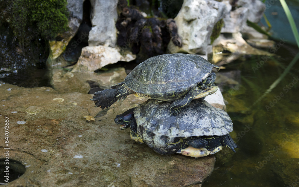Two turtles one on top of another on a stone near the water Two turtles one on top of another on a stone near the water