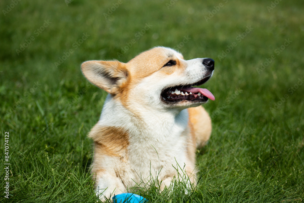 Corgi puppy at a photo shoot, Funny Pets. Corgi puppy at a photo shoot, Funny Pets.