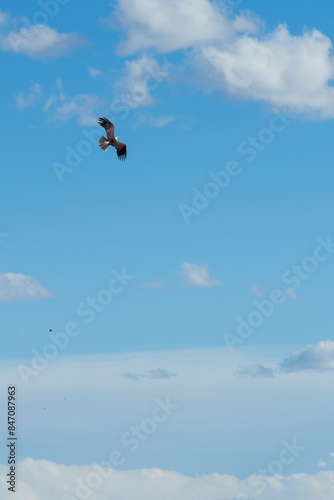 eagle in the cloudy Wyoming sky