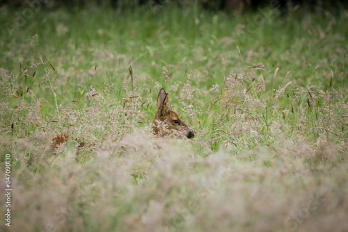 wild deer in the fields
