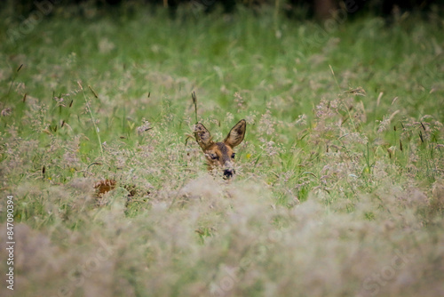 deer in the field in the morning