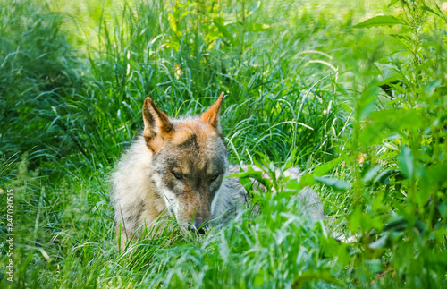 portrait of a gray wolf in green grass