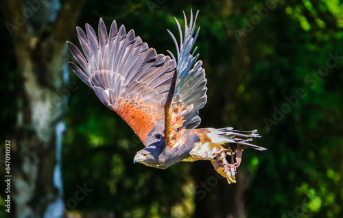 portrait of a hawk in flight