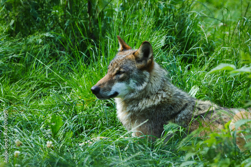 portrait of a grey wolf in grass