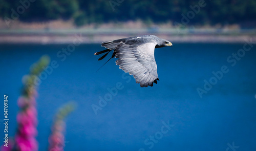blue buzzard flying over a sea