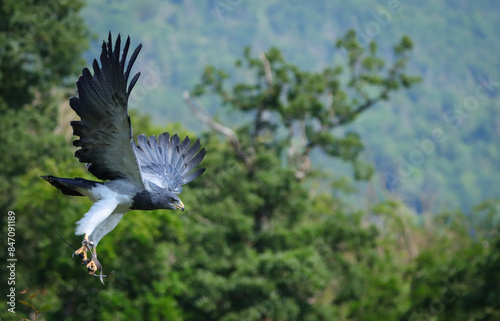 blue buzzard with open wings in flight