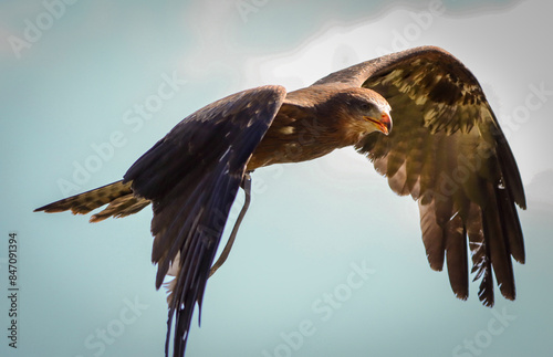 portrait of a bird in flight