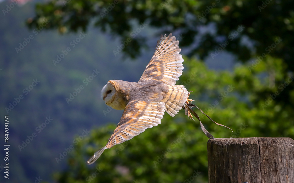 Fototapeta premium portrait of a barn owl in flight