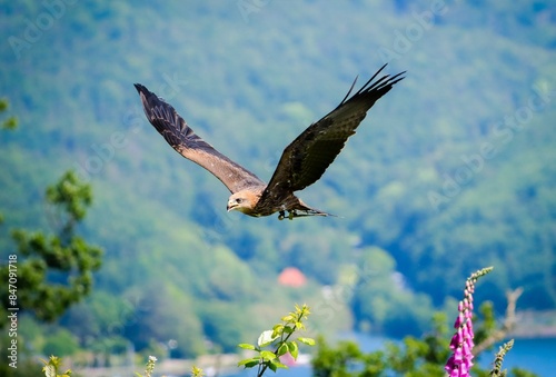 bird of prey in flight