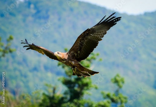 great golden eagle in flight