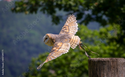 portrait of a barn owl in flight