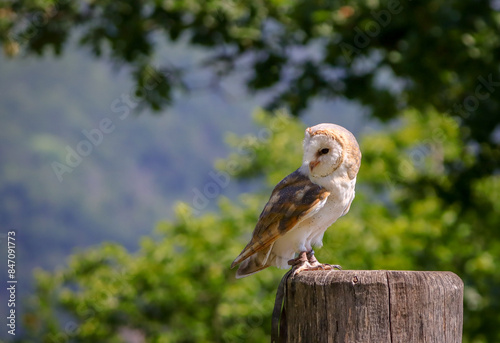 portrait of a cute owl