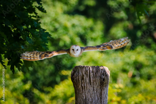 barn owl in flight in the forest