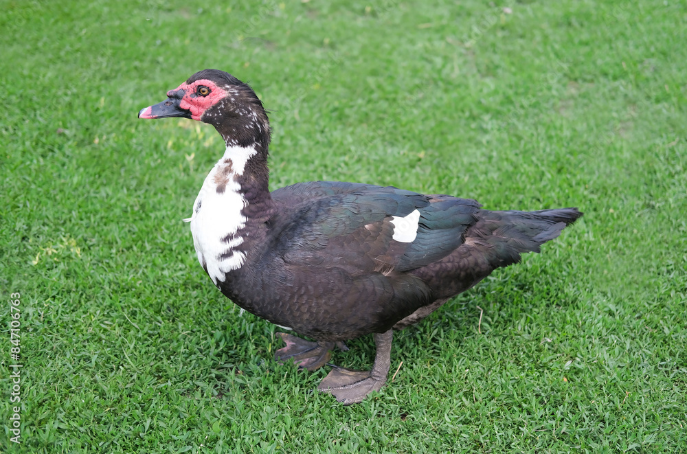 Male domestic musk duck Cairina moschata walks along green grass in sunny weather. Male domestic musk duck Cairina moschata walks along green grass in sunny weather.