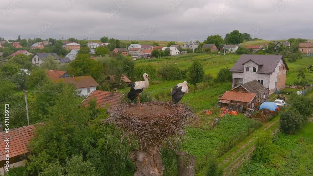 White stork with red beak and black wings in nest on a tree. Observation of birds in their natural habitat. Ornithological observations. White stork with red beak and black wings in nest on a tree. Observation of birds in their natural habitat. Ornithological observations.