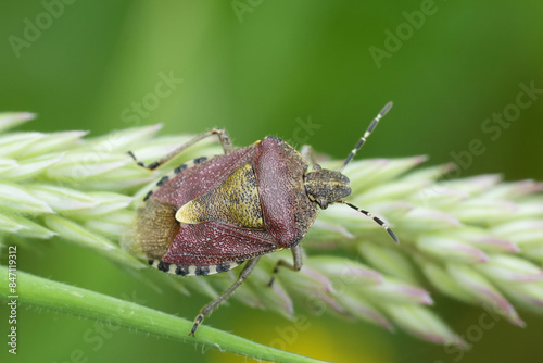 Closeup on a hairy shield bug Dolycoris baccarum sitting on grass photo