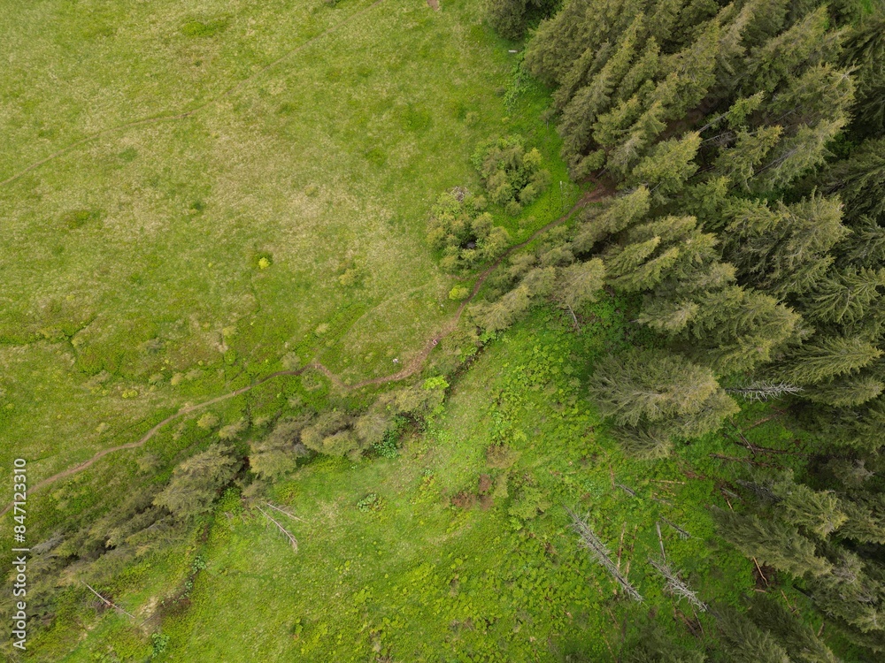 forest from above forest from above