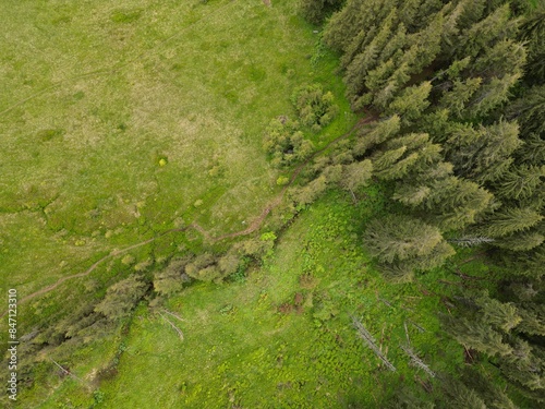 forest from above