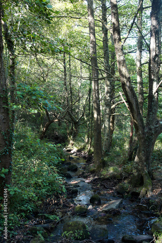 Wallpaper Mural a stream in a deciduous forest in France near a tidal beach Torontodigital.ca