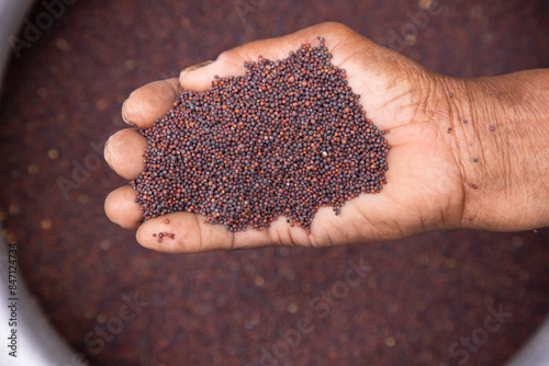 Farmer hand-holding dry grains mustard seeds. oil seeds, and spice ingredients. Selective Focus photo