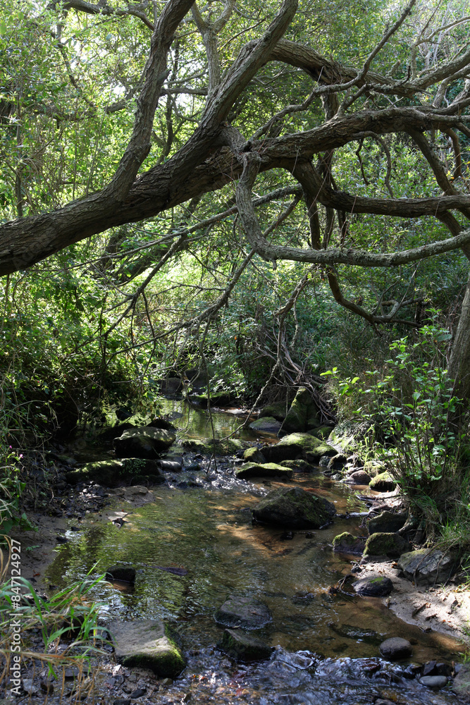 a stream in a deciduous forest in France near a tidal beach a stream in a deciduous forest in France near a tidal beach