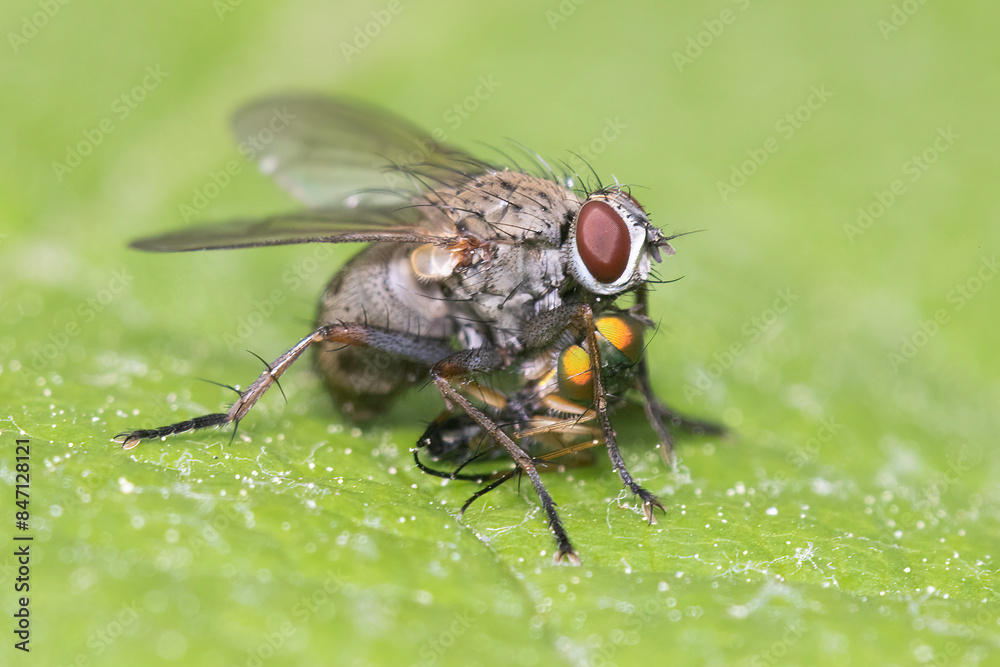 Macro shot of Adia cinerella fly with prey, long-legged flie Macro shot of Adia cinerella fly with prey, long-legged flie