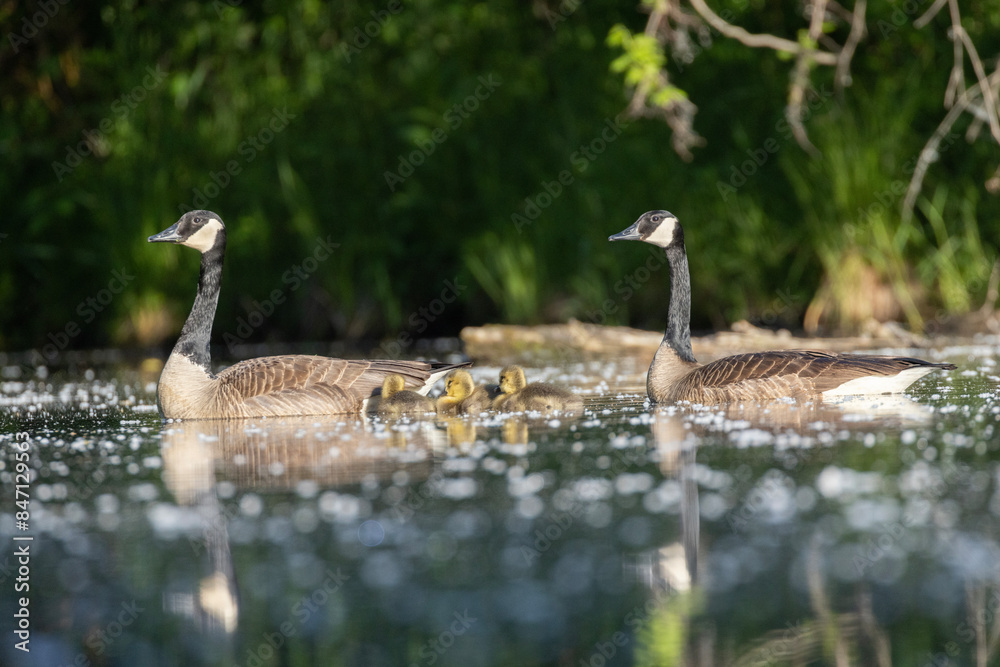 Canada goose (Branta canadensis) family Canada goose (Branta canadensis) family