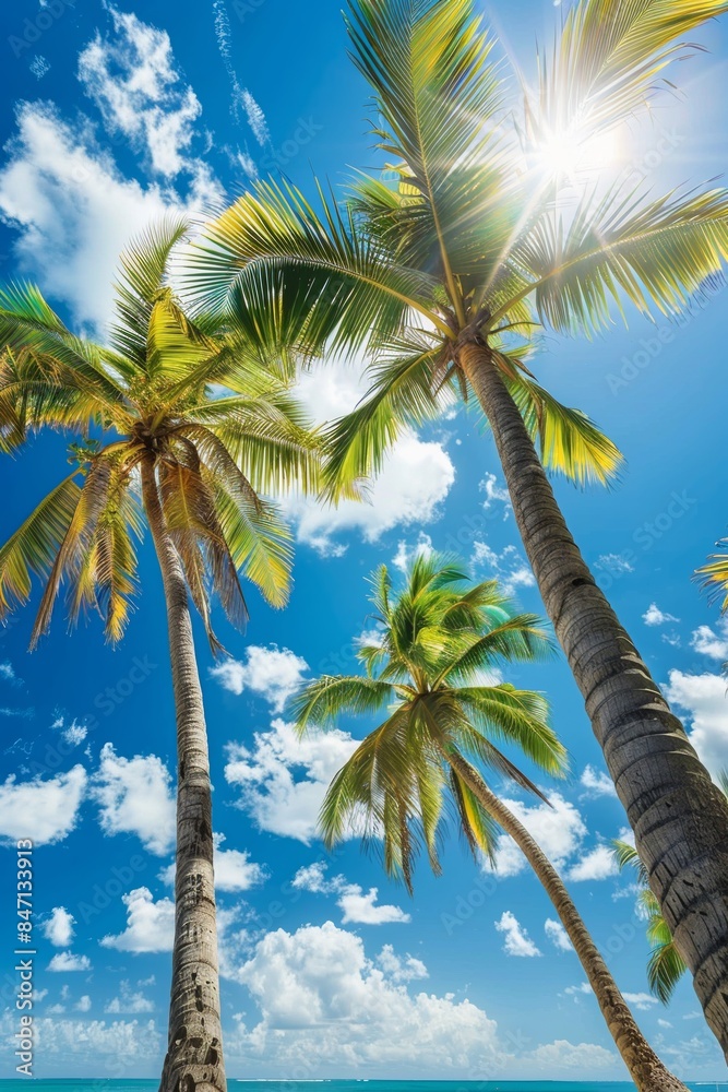 Coconut tree at tropical beach