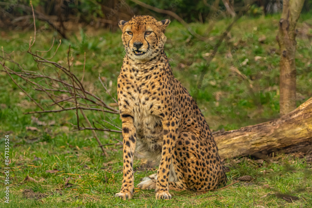 cheetah resting on green grass, very close eye contact. cheetah resting on green grass, very close eye contact.