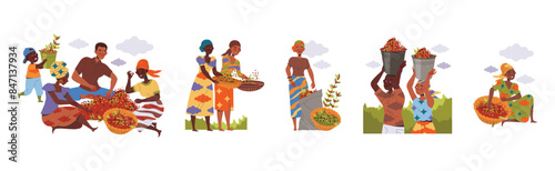 People Character Harvesting Coffee Picking Fresh Fruit in Basket Vector Set