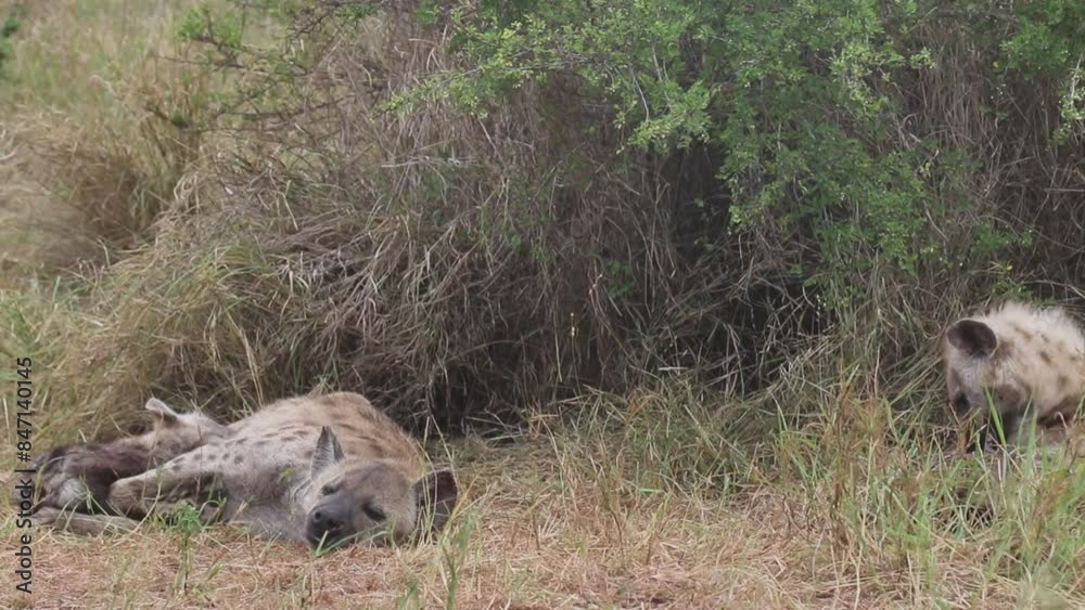 cub suckling milk from mother; hyena cubs playing while another cub is suckling female hyena lying down in the bush, spotted hyena Crocuta crocuta Kruger National Park South Africa cub suckling milk from mother; hyena cubs playing while another cub is suckling female hyena lying down in the bush, spotted hyena Crocuta crocuta Kruger National Park South Africa