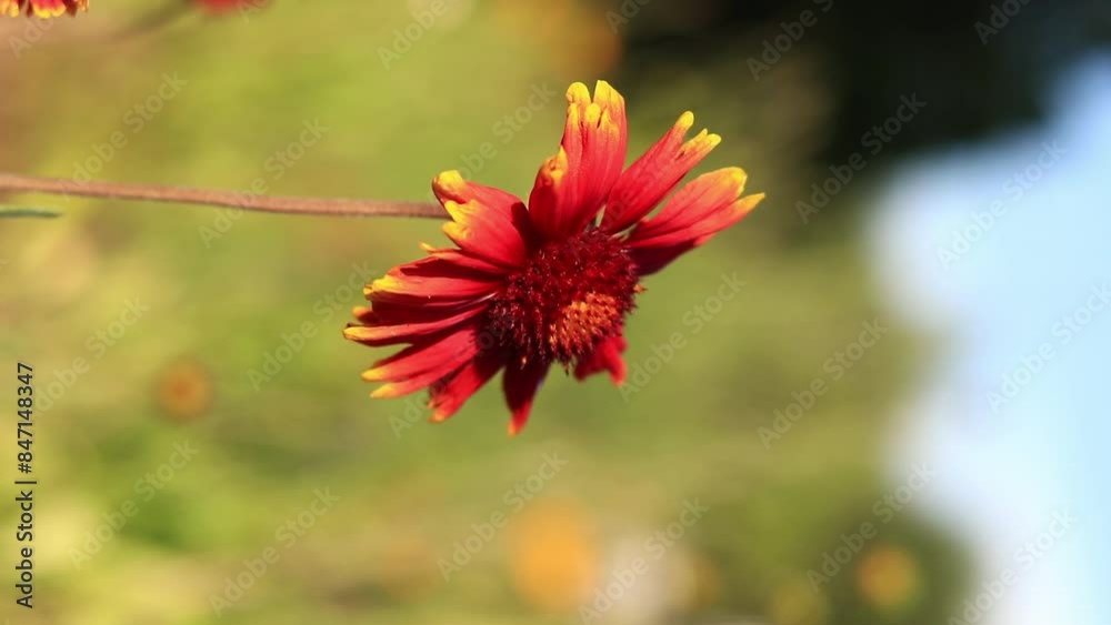 Gaillardia. Decorative bright flower. Flowers in nature close-up. Flower in full bloom. Beautiful flowers with natural green background and selective focus