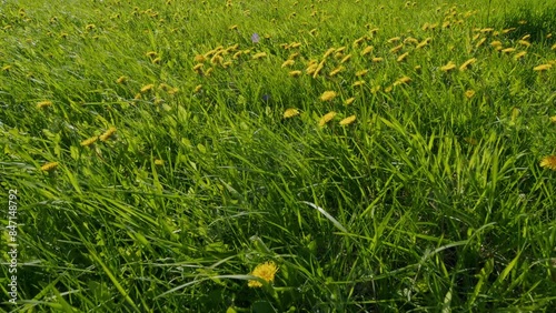 Wild Flowers. Yellow Dandelions In Green Grass. Ecology And Ecosystem And Botany. Rays Of Morning Sun.