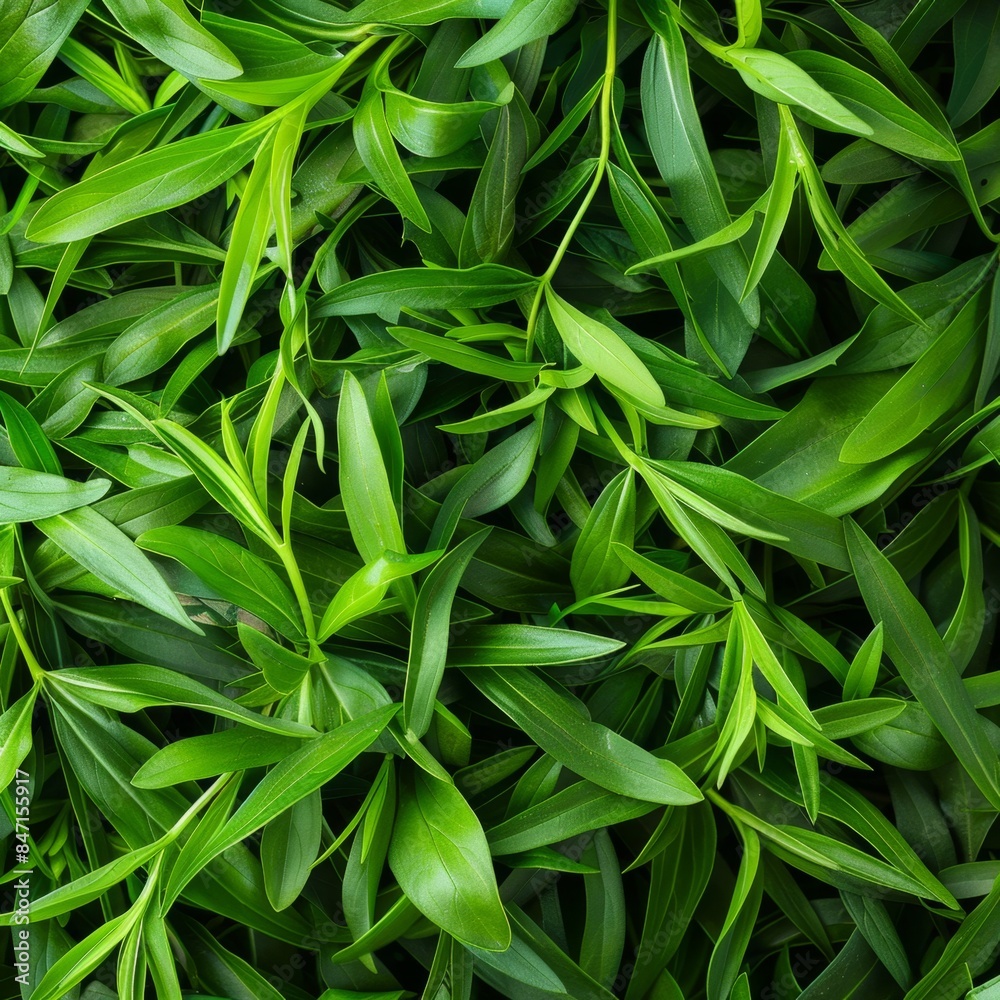 Estragon twigs, tarragon sprigs, fresh artemisia dracunculus grass, green spice leaves banner illustration Estragon twigs, tarragon sprigs, fresh artemisia dracunculus grass, green spice leaves banner illustration