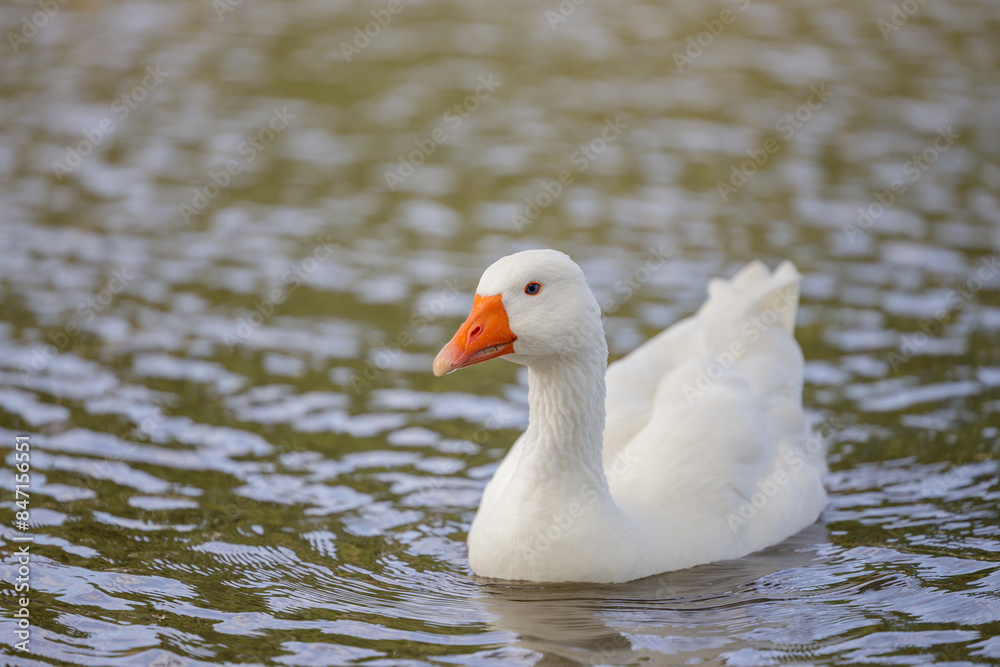 Domestic goose (Anser anser domesticus) swimming in a lagoon. Domestic goose (Anser anser domesticus) swimming in a lagoon.