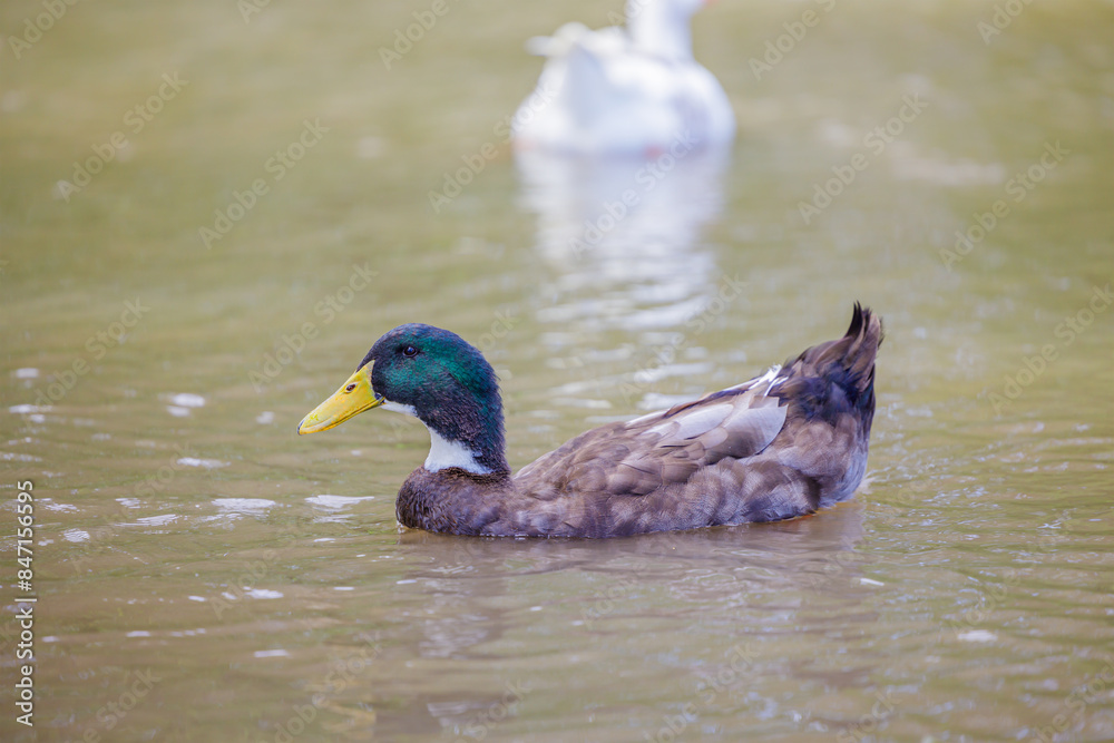 Obraz premium Morocco duck (Anas platyrhynchos) swimming in a lagoon.