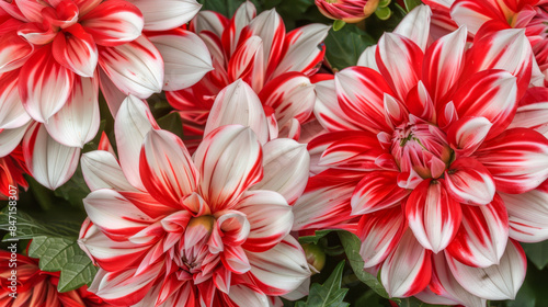 red and white dahlia flowers blooming in a garden