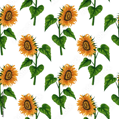 Watercolor sunflower seamless pattern. Floral background with yellow flowers. Summer floral composition. Autumn flowers arrangement. Hand drawn botanical illustration for packaging, textile, scrapbook